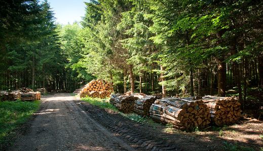 atelier-du-bois-developpement-durable-foret